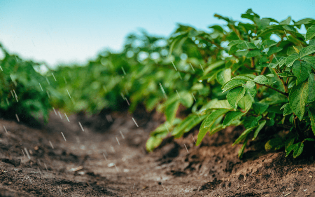 El agua empieza en el suelo: repensar la eficiencia del uso del agua en la agricultura