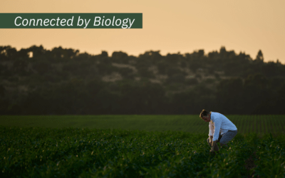 Interactions alive: how soil, plants, and insects function as one system
